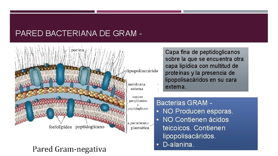 PARED BACTERIANA DE GRAM Capa fina de peptidoglicanos sobre la que se encuentra otra