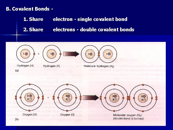 B. Covalent Bonds 1. Share electron - single covalent bond 2. Share electrons -