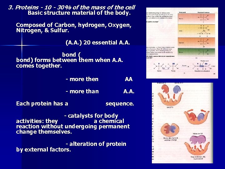 3. Proteins - 10 - 30% of the mass of the cell Basic structure