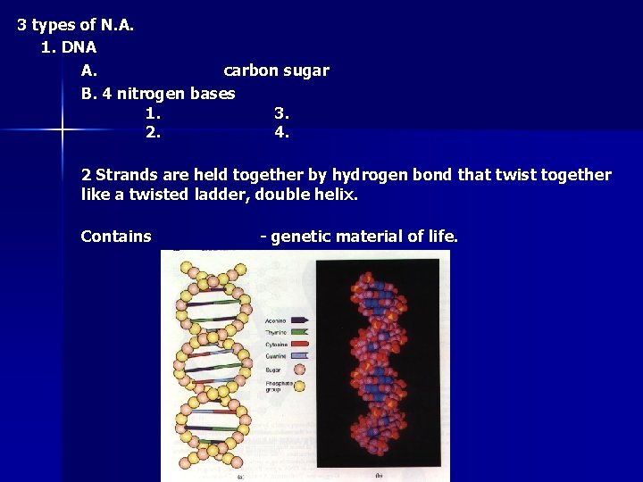3 types of N. A. 1. DNA A. carbon sugar B. 4 nitrogen bases