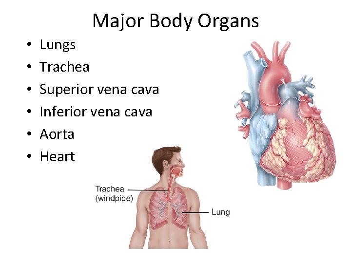 Major Body Organs • • • Lungs Trachea Superior vena cava Inferior vena cava