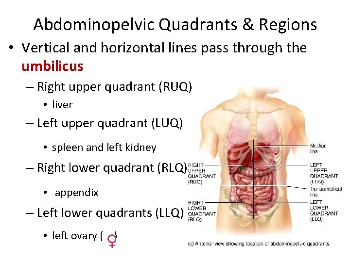 Abdominopelvic Quadrants & Regions • Vertical and horizontal lines pass through the umbilicus –