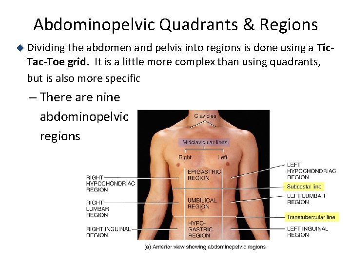 Abdominopelvic Quadrants & Regions u Dividing the abdomen and pelvis into regions is done