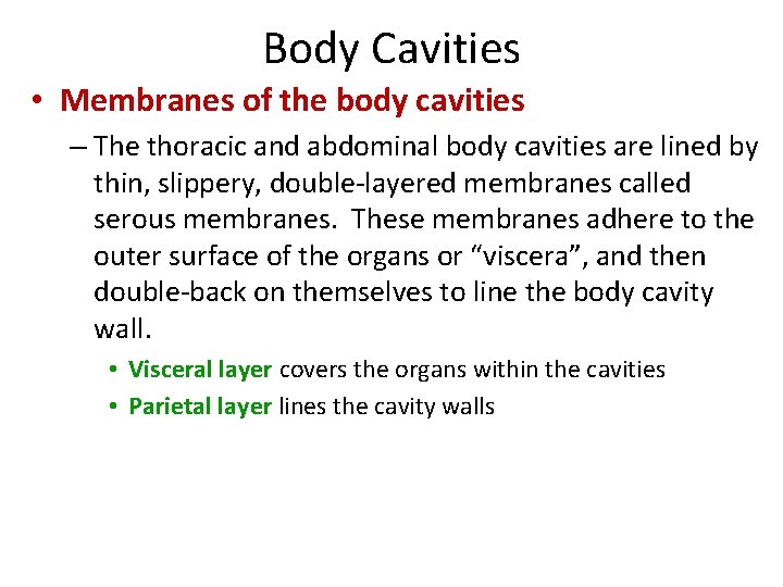 Body Cavities • Membranes of the body cavities – The thoracic and abdominal body