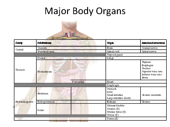 Major Body Organs Cavity Subdivisions Organ Associated structures Cranial Cranium Vertebral canal Brain Spinal