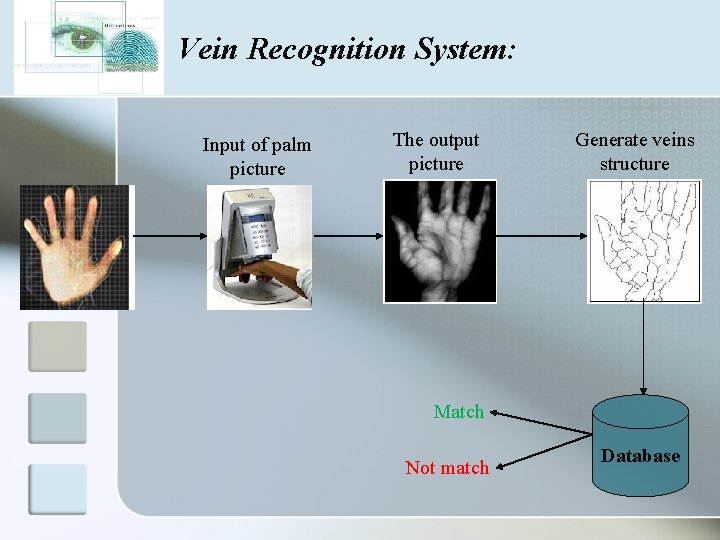 Vein Recognition System: Input of palm picture The output picture Generate veins structure Match