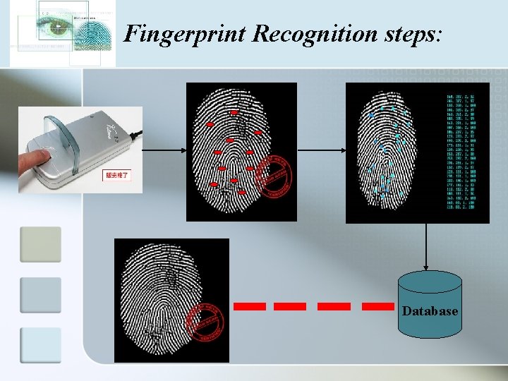 Fingerprint Recognition steps: Database 