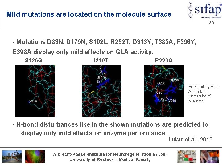 Mild mutations are located on the molecule surface 30 - Mutations D 83 N,