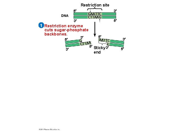 Restriction site 5 GAATTC CTTAAG DNA 3 3 5 1 Restriction enzyme cuts sugar-phosphate