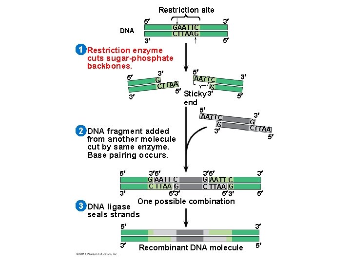 Restriction site 5 3 GAATTC CTTAAG DNA 3 5 1 Restriction enzyme cuts sugar-phosphate