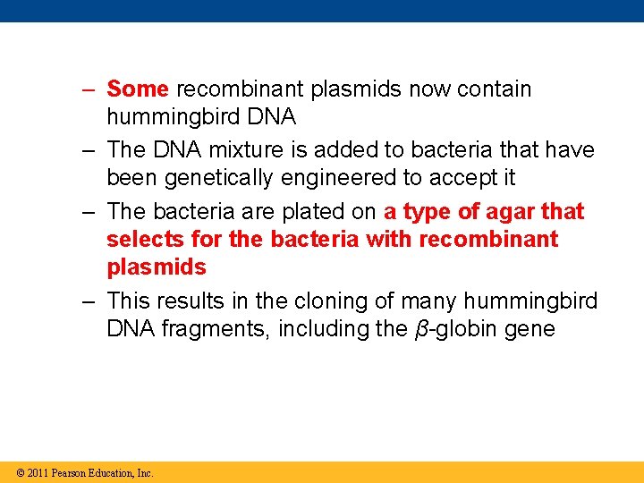 – Some recombinant plasmids now contain hummingbird DNA – The DNA mixture is added