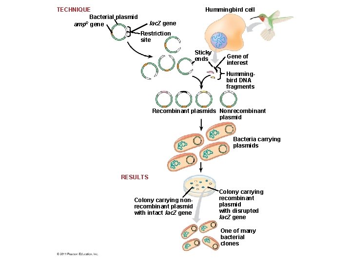 TECHNIQUE Bacterial plasmid R amp gene Hummingbird cell lac. Z gene Restriction site Sticky