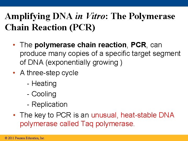 Amplifying DNA in Vitro: The Polymerase Chain Reaction (PCR) • The polymerase chain reaction,