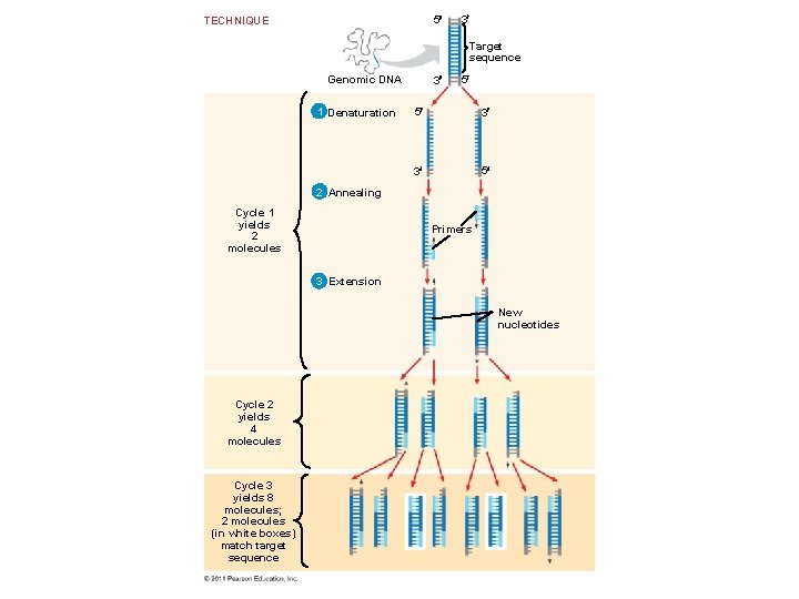 5 TECHNIQUE 3 Target sequence Genomic DNA 1 Denaturation 3 5 5 3 3