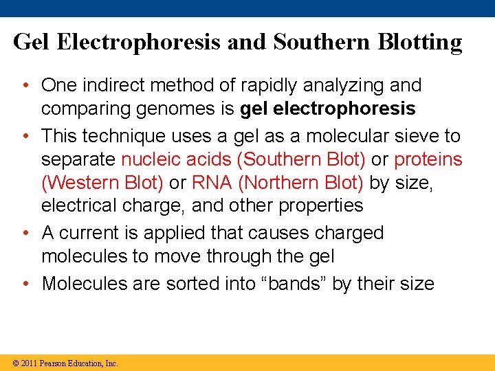 Gel Electrophoresis and Southern Blotting • One indirect method of rapidly analyzing and comparing