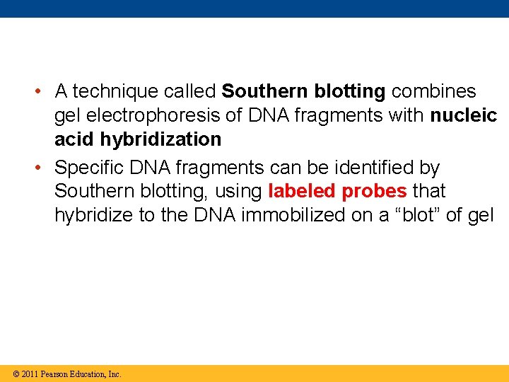  • A technique called Southern blotting combines gel electrophoresis of DNA fragments with