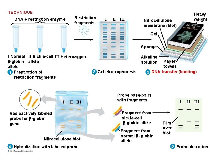 TECHNIQUE DNA restriction enzyme Restriction fragments I II III Heavy weight Nitrocellulose membrane (blot)