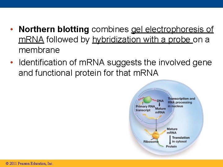  • Northern blotting combines gel electrophoresis of m. RNA followed by hybridization with