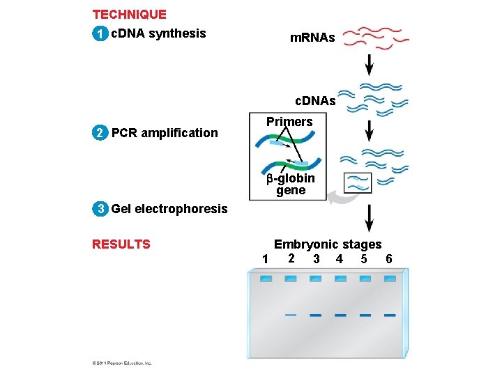 TECHNIQUE 1 c. DNA synthesis m. RNAs c. DNAs 2 PCR amplification Primers -globin
