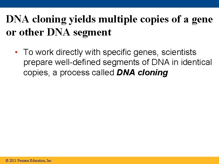 DNA cloning yields multiple copies of a gene or other DNA segment • To