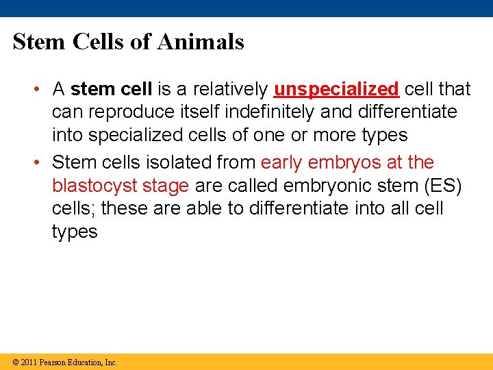 Stem Cells of Animals • A stem cell is a relatively unspecialized cell that