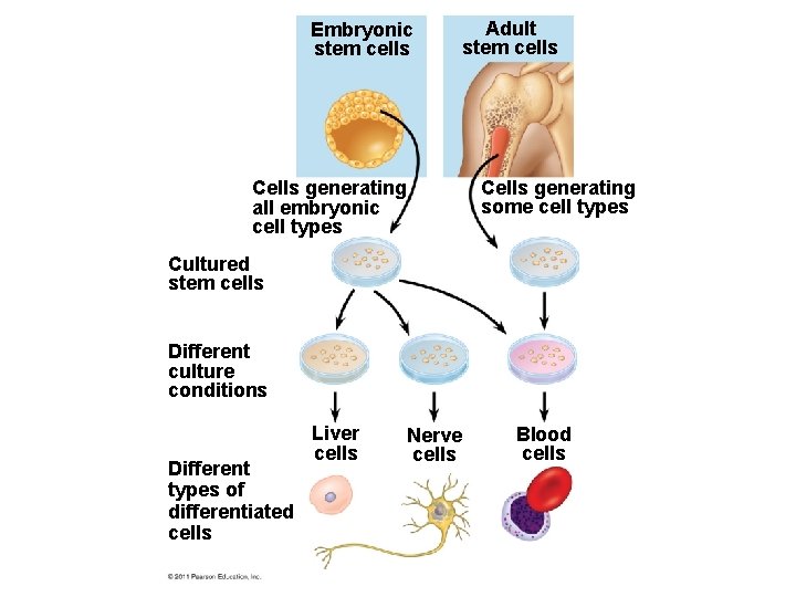 Embryonic stem cells Adult stem cells Cells generating some cell types Cells generating all