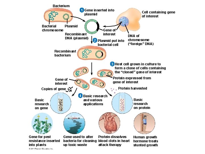 Bacterium 1 Gene inserted into plasmid Bacterial Plasmid chromosome Recombinant DNA (plasmid) Cell containing