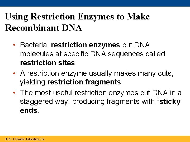Using Restriction Enzymes to Make Recombinant DNA • Bacterial restriction enzymes cut DNA molecules