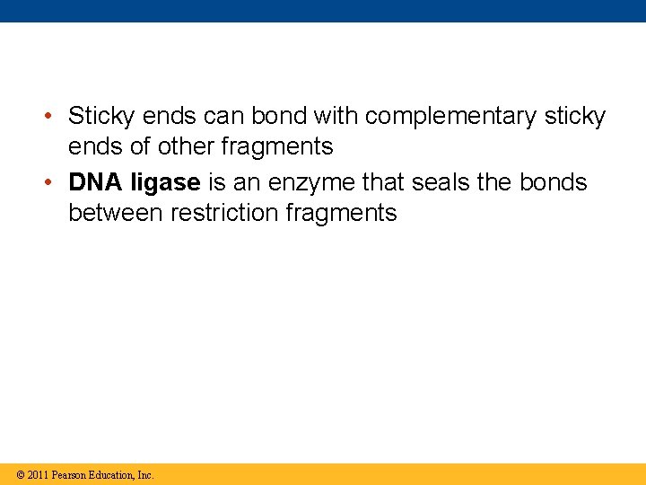  • Sticky ends can bond with complementary sticky ends of other fragments •