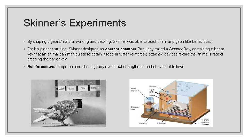 Skinner’s Experiments ◦ By shaping pigeons’ natural walking and pecking, Skinner was able to
