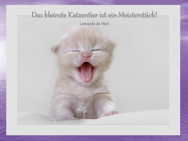Das kleinste Katzentier ist ein Meisterstück! Leonardo da Vinci 