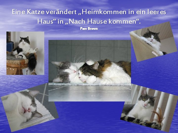 Eine Katze verändert „Heimkommen in ein leeres Haus“ in „Nach Hause kommen“. Pam Brown