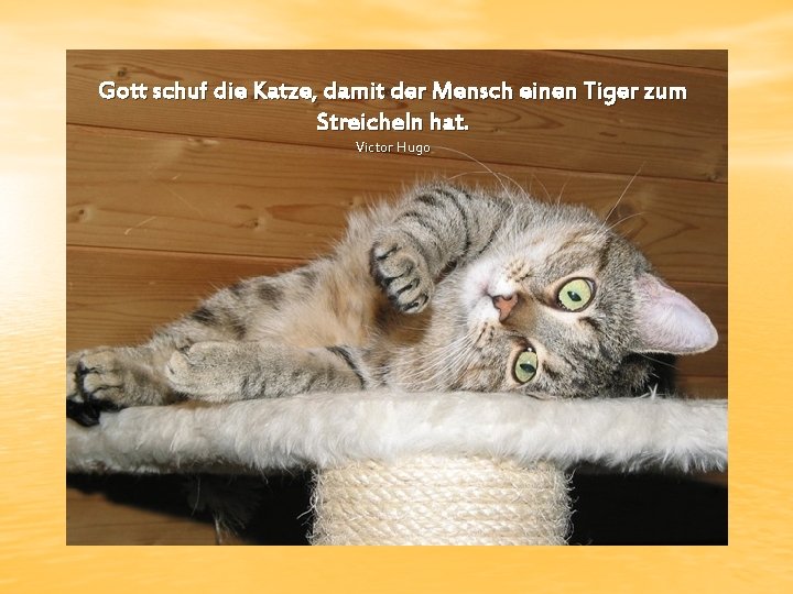 Gott schuf die Katze, damit der Mensch einen Tiger zum Streicheln hat. Victor Hugo