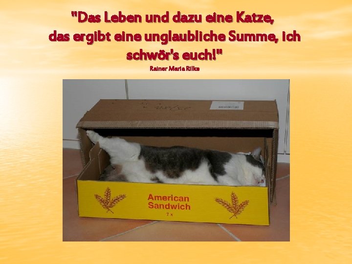 "Das Leben und dazu eine Katze, das ergibt eine unglaubliche Summe, ich schwör's euch!"