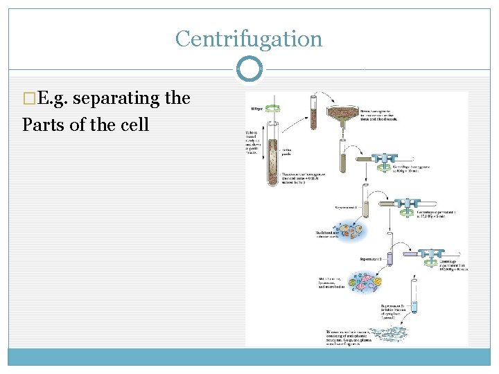 Centrifugation �E. g. separating the Parts of the cell 