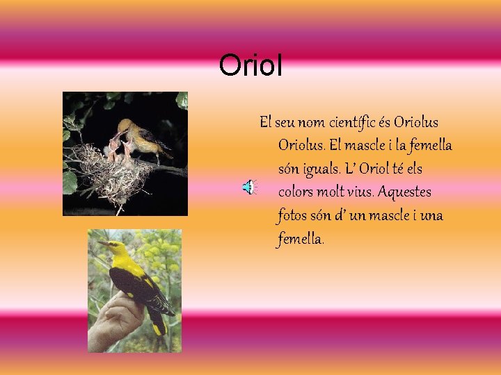 Oriol El seu nom científic és Oriolus. El mascle i la femella són iguals.