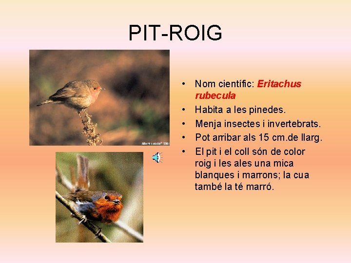 PIT-ROIG • • Nom científic: Eritachus rubecula • Habita a les pinedes. • Menja