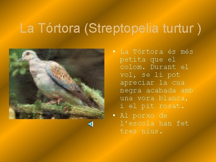 La Tórtora (Streptopelia turtur ) • La Tórtora és més petita que el colom.