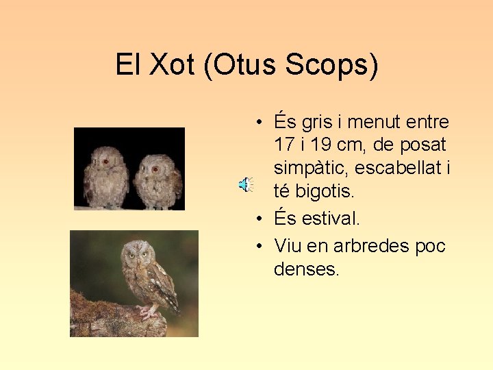 El Xot (Otus Scops) • És gris i menut entre 17 i 19 cm,