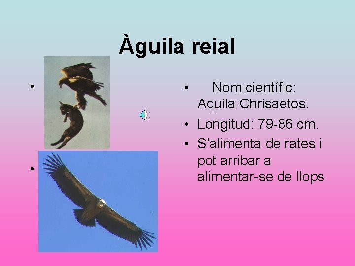 Àguila reial • • • Nom científic: Aquila Chrisaetos. • Longitud: 79 -86 cm.