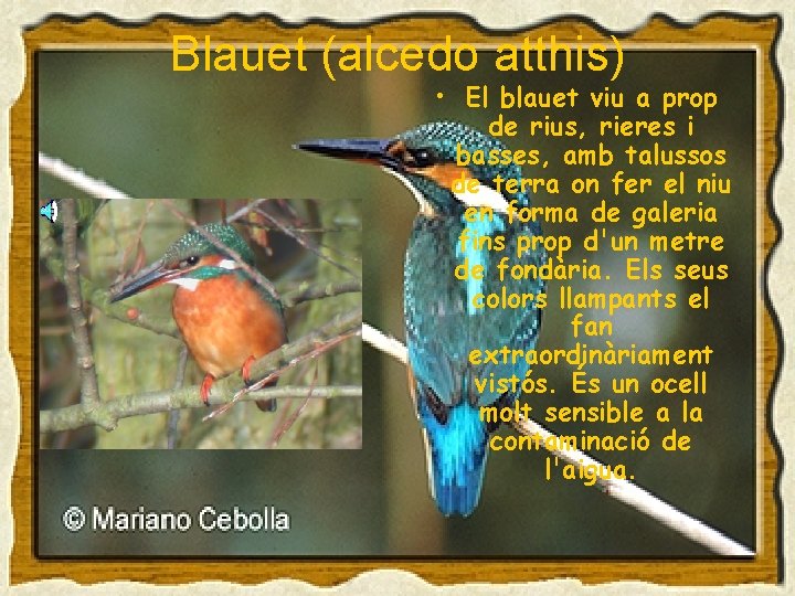 Blauet (alcedo atthis) • El blauet viu a prop de rius, rieres i basses,