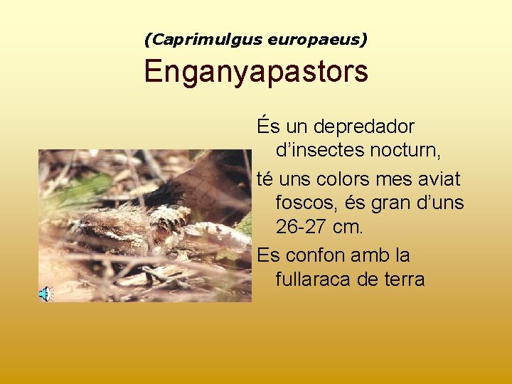 (Caprimulgus europaeus) Enganyapastors És un depredador d’insectes nocturn, té uns colors mes aviat foscos,
