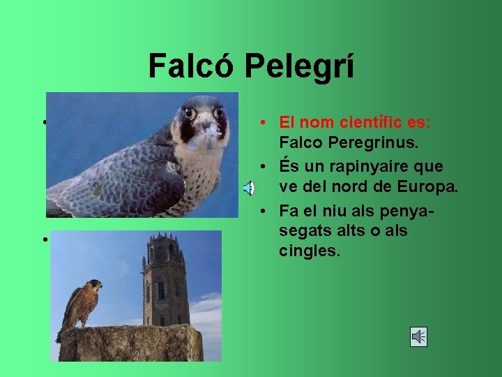 Falcó Pelegrí • • • El nom científic es: Falco Peregrinus. • És un