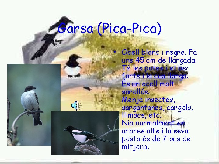 Garsa (Pica-Pica) • Ocell blanc i negre. Fa uns 45 cm de llargada. Té