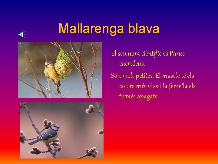 Mallarenga blava • • El seu nom científic és Parus caeruleus. Són molt petites.