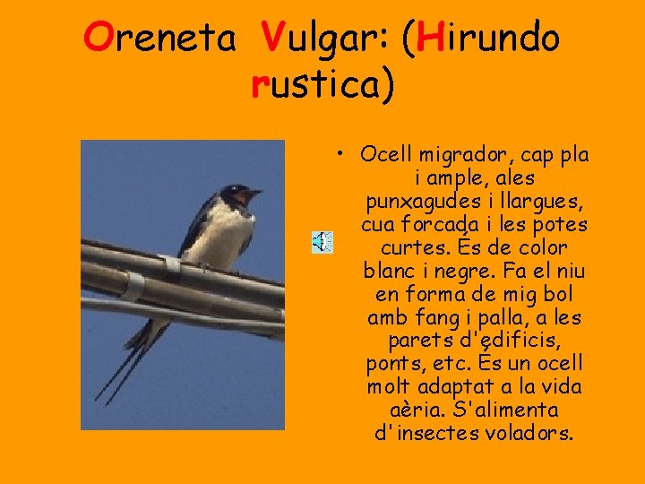 Oreneta Vulgar: (Hirundo rustica) • Ocell migrador, cap pla i ample, ales punxagudes i