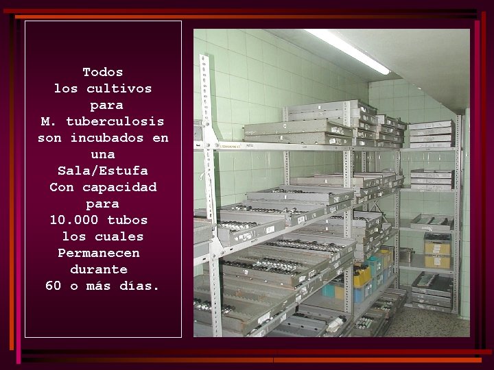 Todos los cultivos para M. tuberculosis son incubados en una Sala/Estufa Con capacidad para