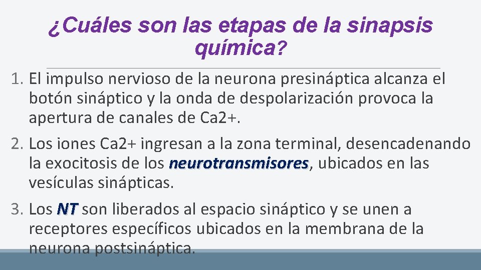 ¿Cuáles son las etapas de la sinapsis química? 1. El impulso nervioso de la