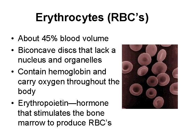 Erythrocytes (RBC’s) • About 45% blood volume • Biconcave discs that lack a nucleus