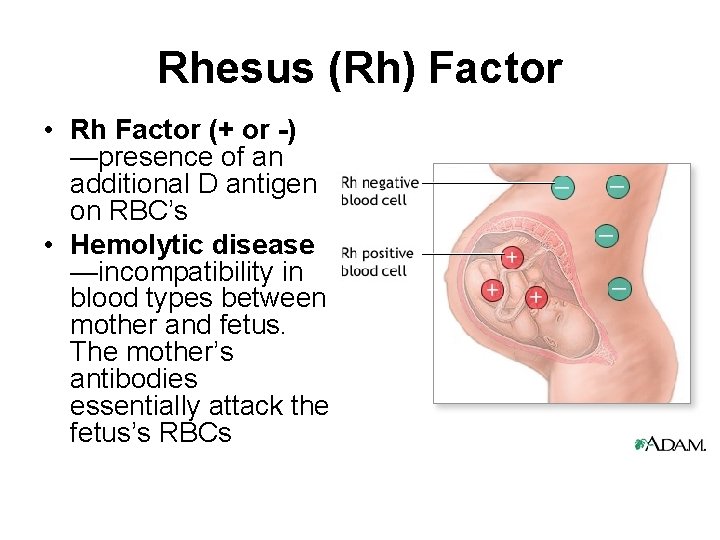 Rhesus (Rh) Factor • Rh Factor (+ or -) —presence of an additional D
